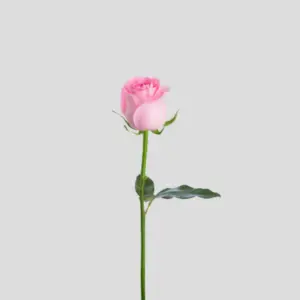 Fresh Rose Stem