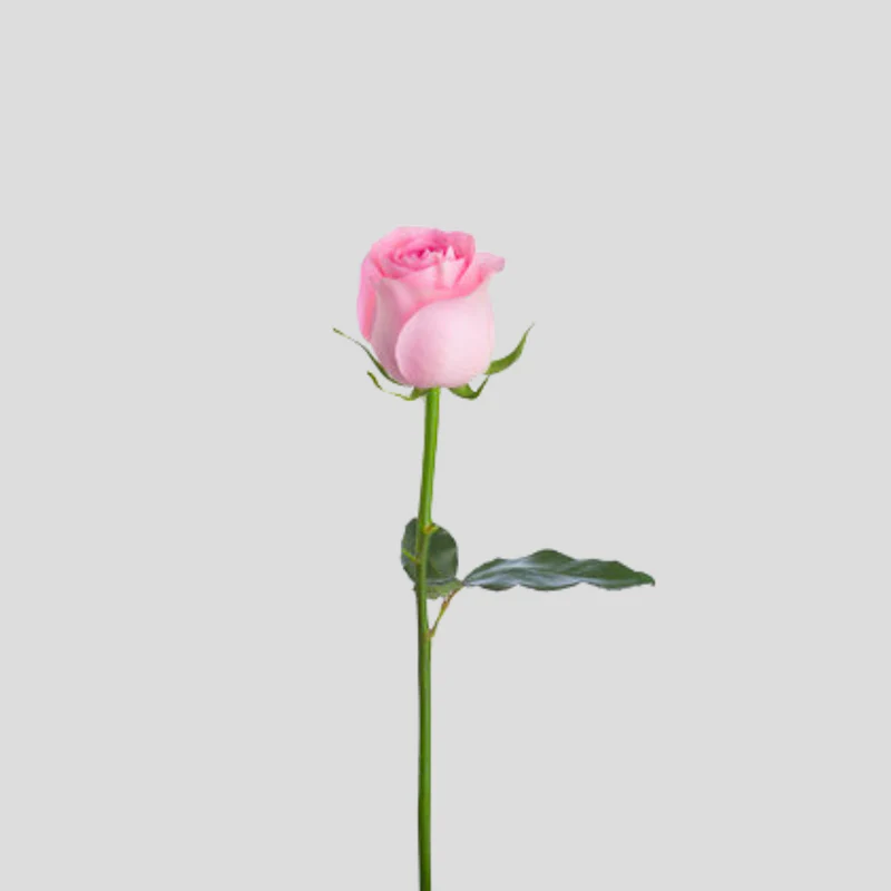 Fresh Rose Stem